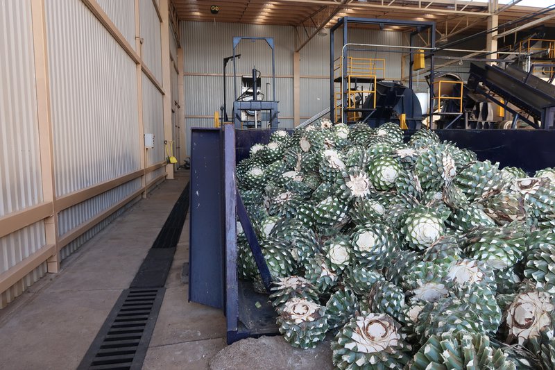 Agave product in factory
