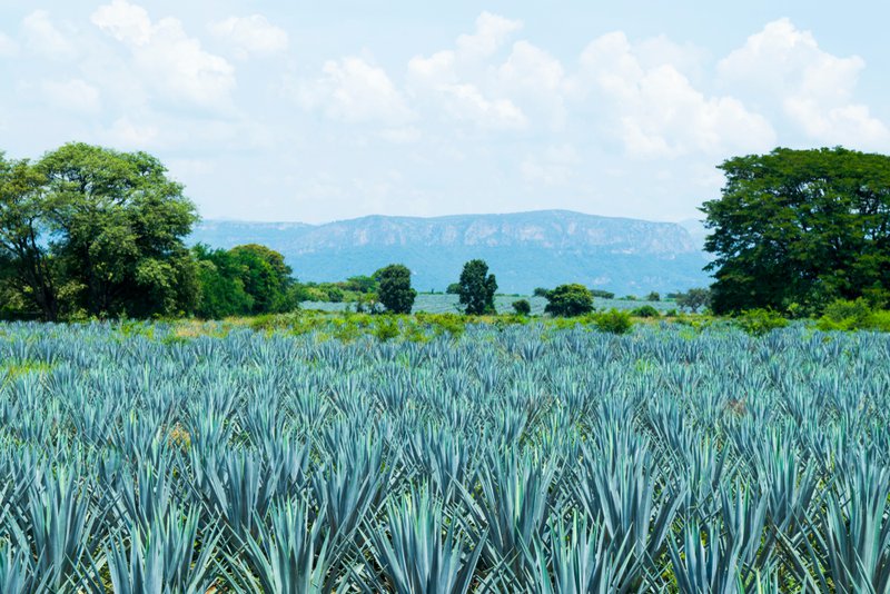 Blue agave is the source of agave wine.