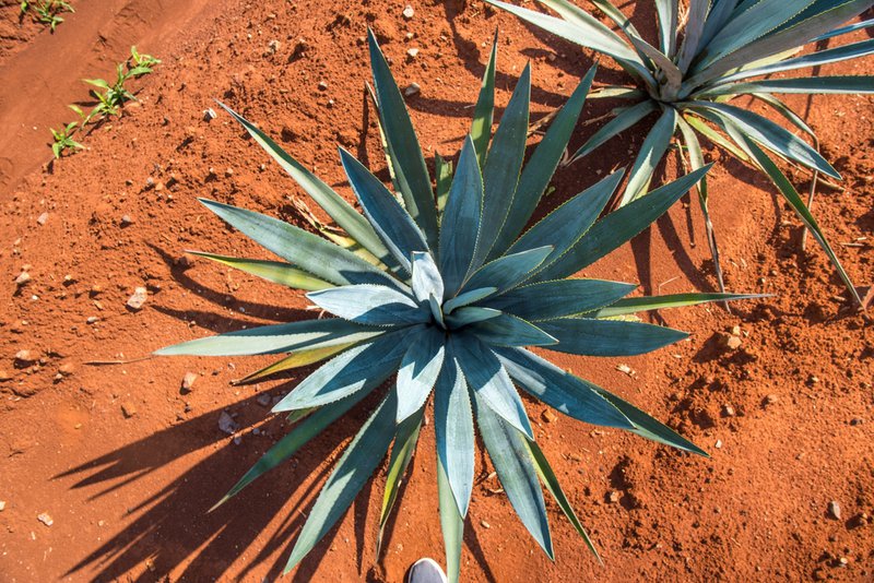 Agave inulin comes from the Blue Agave Tequilana Weber plant.