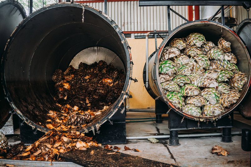 Chopped agave ready to be fermented to create agave spirits.