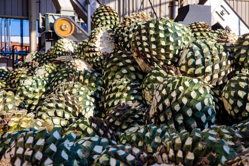 agave wine
