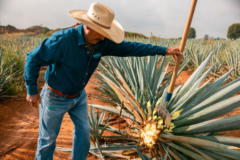 agave syrup