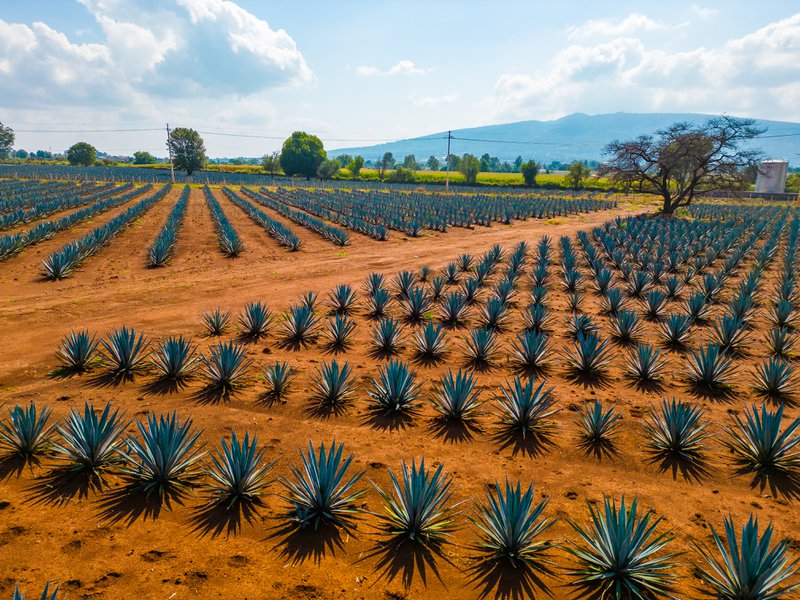 Agave plant to be harvested and turned into agave spirits.