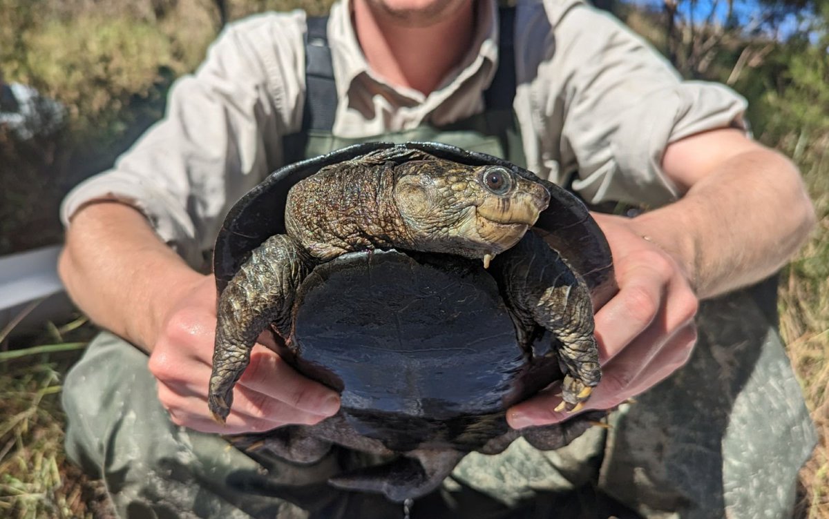 Critically endangered turtles discovered
