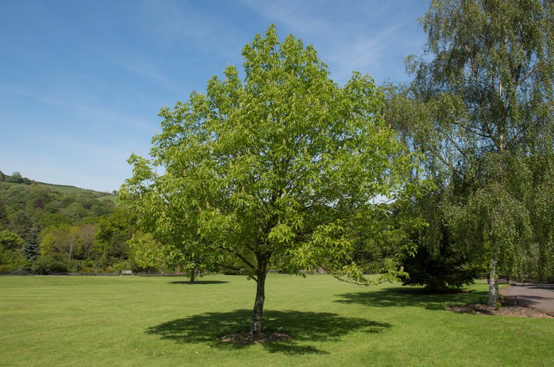 tree planting