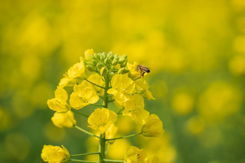 A bee collects nectar from a bright yellow rapeseed flower.