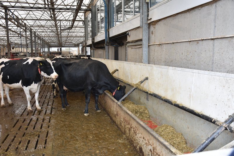 Ruimtebesparend voederen bij de droge koeien. 