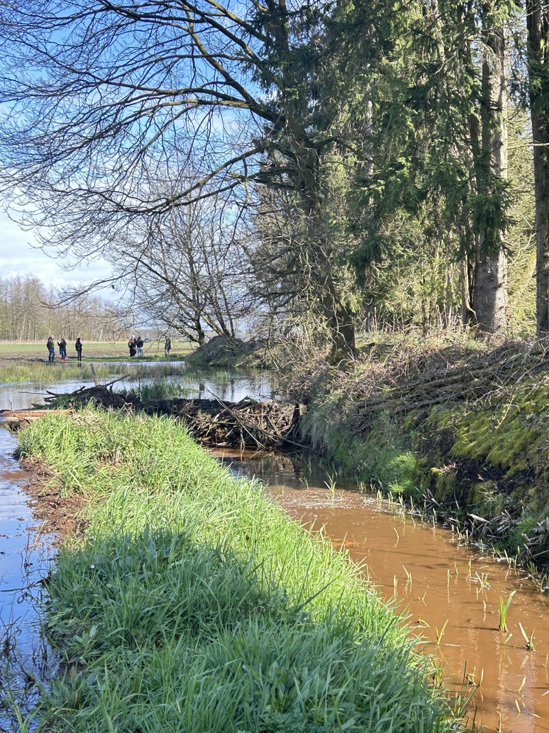 Beverdam in Geel