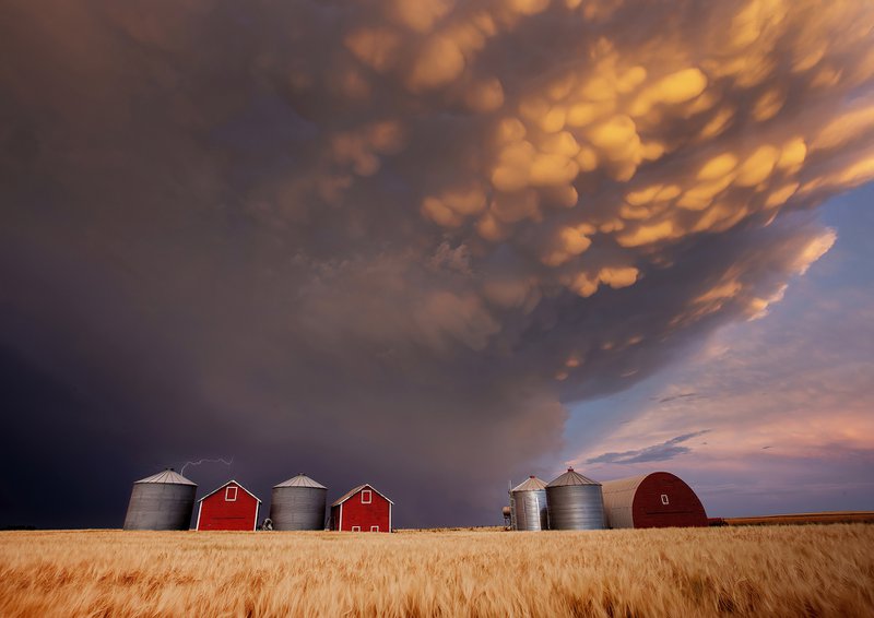 Dramatic mammatus clouds forming at sunset over a farm in the canadian prairies