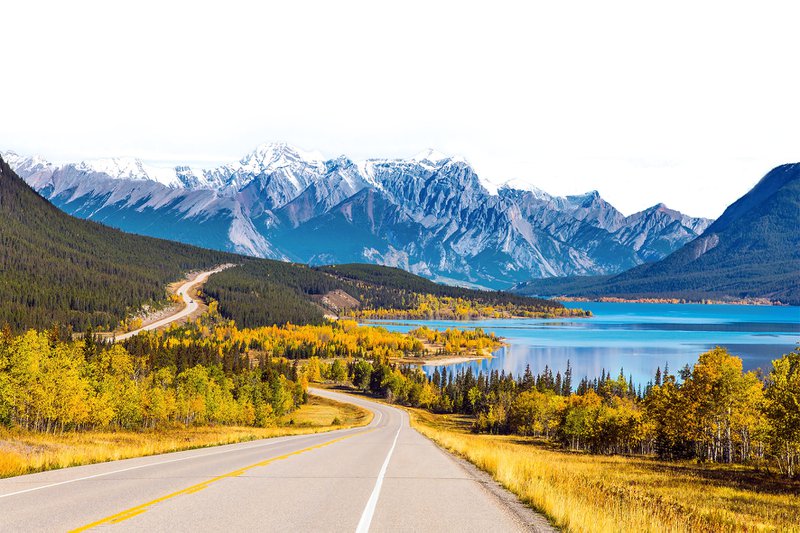 Asphalt highway leads to Abraham Lake in the Canadian Rockies. The yellow foliage of birches and aspens is mixed with green conifers. The first snow has already fallen on the peaks