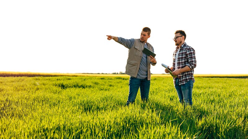 Two farmers are controlling grows of grain field