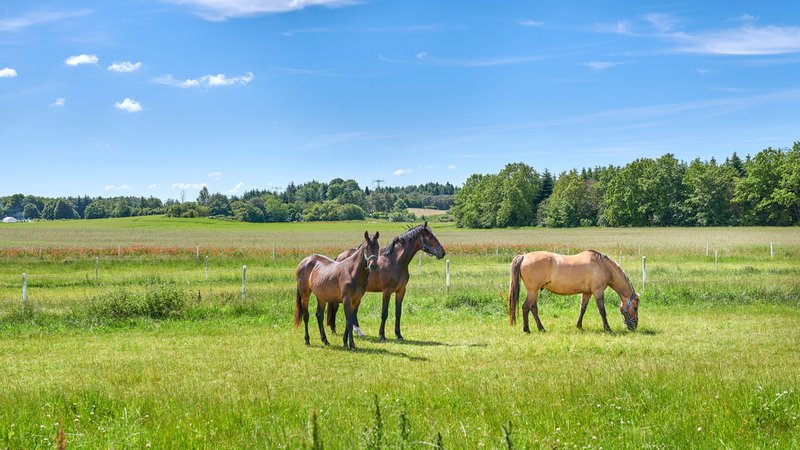 Grass, farm and horses in countryside for grazing, livestock and agriculture with herd for nutrition. Eating, equine and animals at field on ranch with landscape, nature or diet for health outdoor