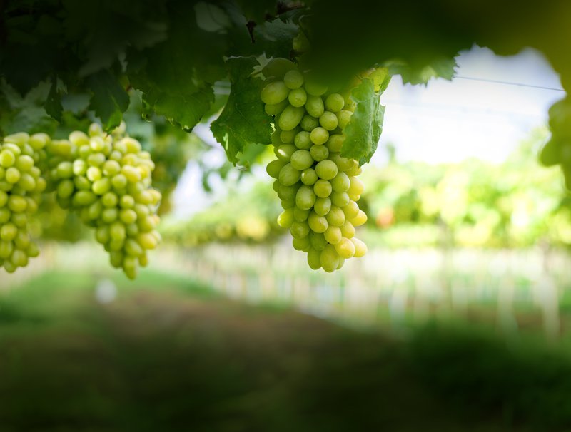 Lush Wine Grapes Clusters Hanging On The Vine.