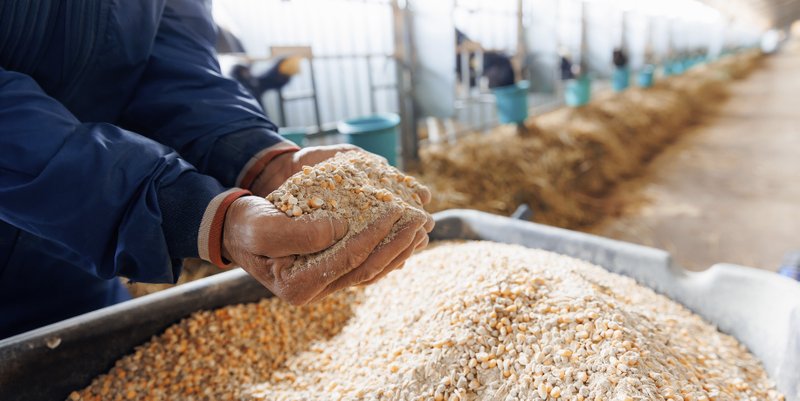 Farmer holding organic mixture food of corn and wheat and giving them to cows in barn farm.