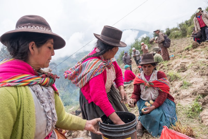 Coopagros farmers are harvesting potatoes. Women put them in bags.