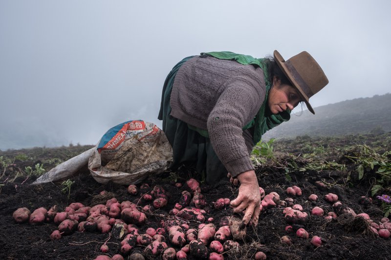 Potato farmer ladies are preparing lunch for their men, who are working on the field. On the road from Andahuaylas to Kishuara.