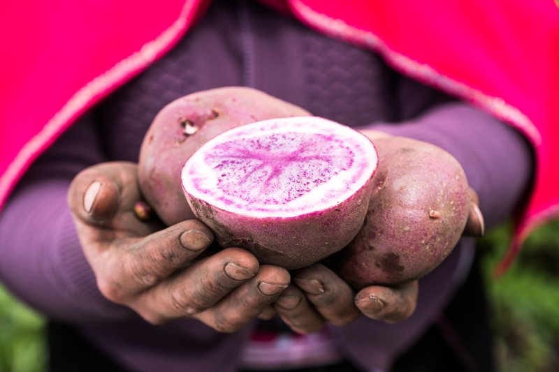 Native potatoe type PUCASHUNGO,  Comunidad Pilahuin, Province Tungurahua, Ecuador