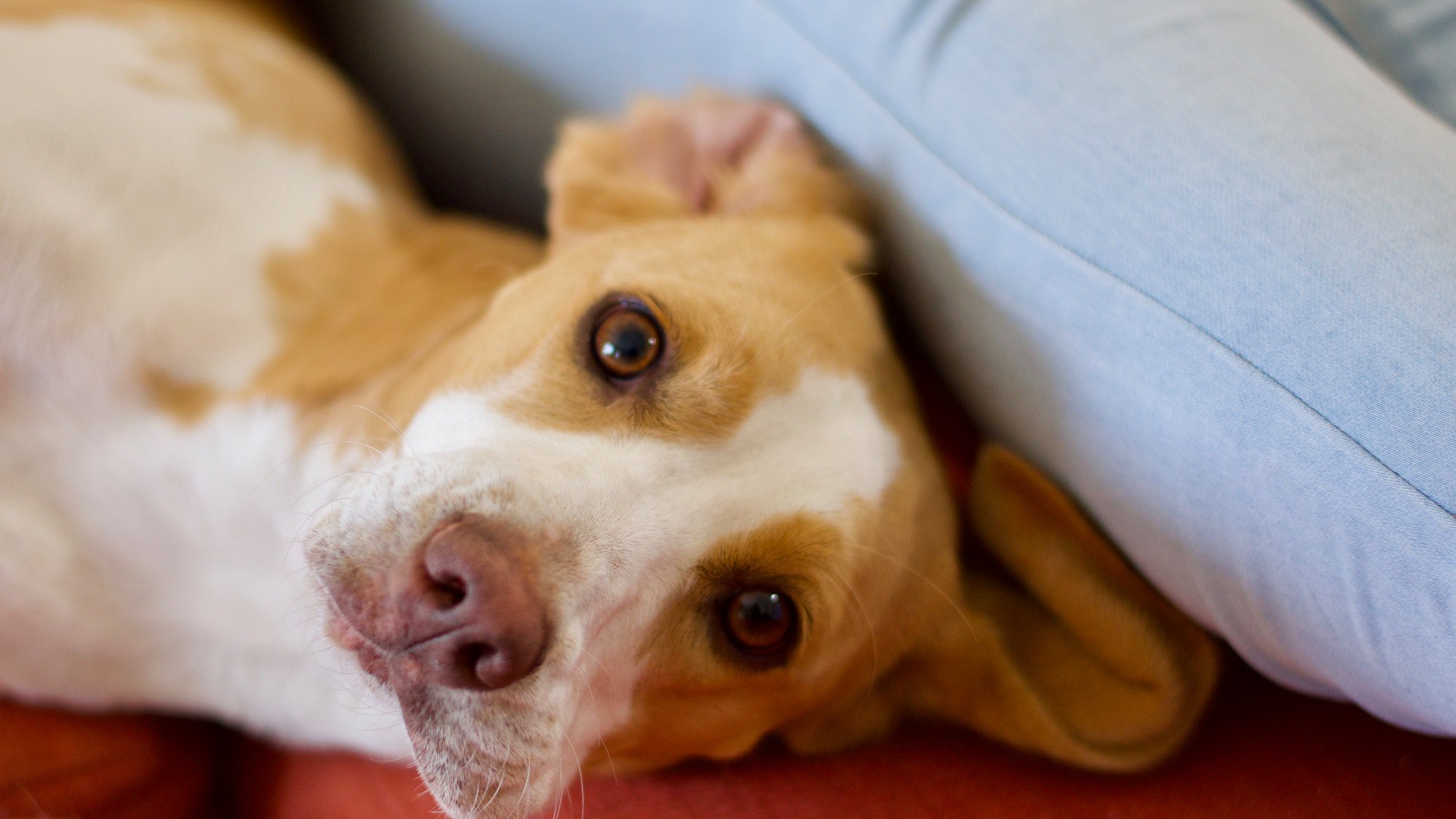 Heat Cycle Abnormalities In Dogs Pet Parents 