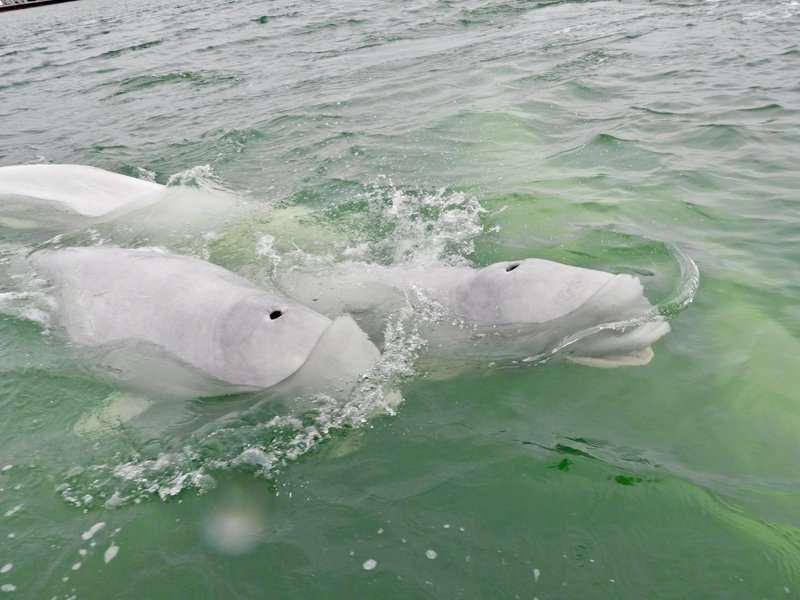A beluga whale swimming in the Churchill River estuary.