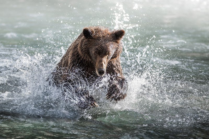 grizzly bear wildlife experiences in canada