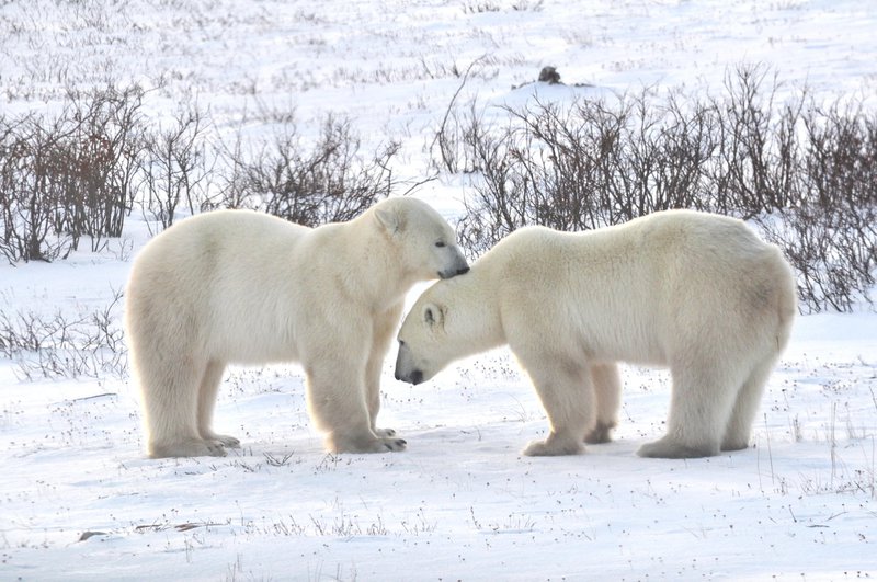 polar bear wildlife experiences in canada