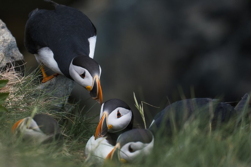 puffins wildlife experiences in canada