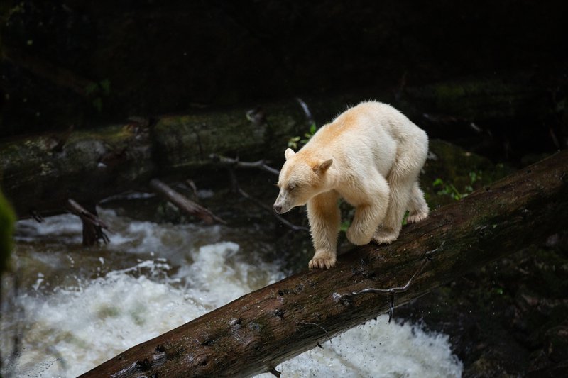 spirit bear wildlife experiences in canada