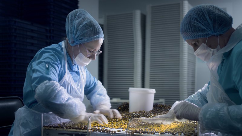 Gel capsules being sorted