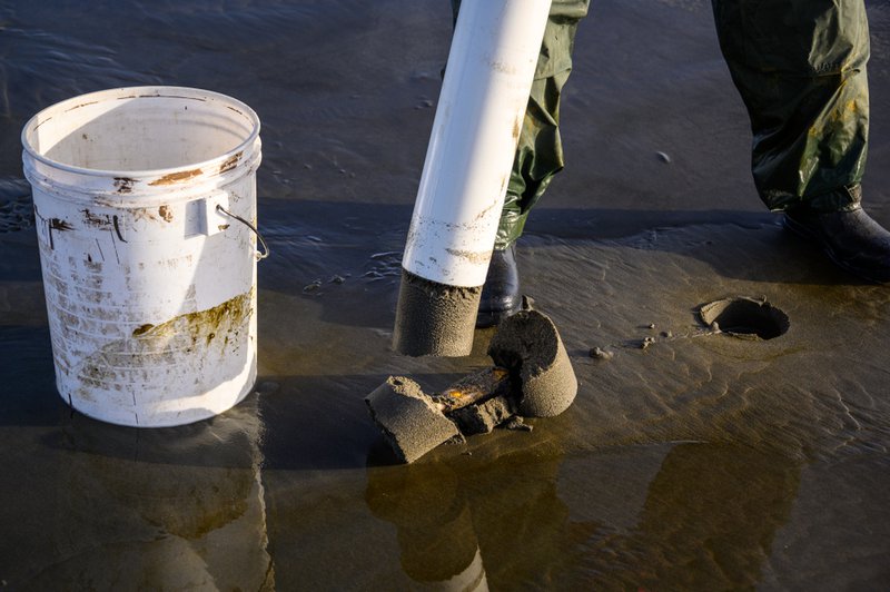 razor clam season