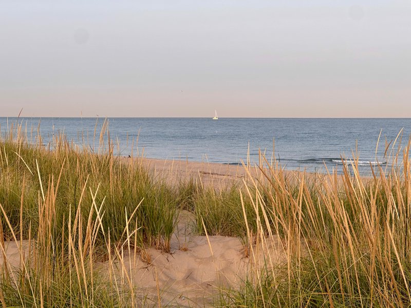 Dune grasses near the sea.