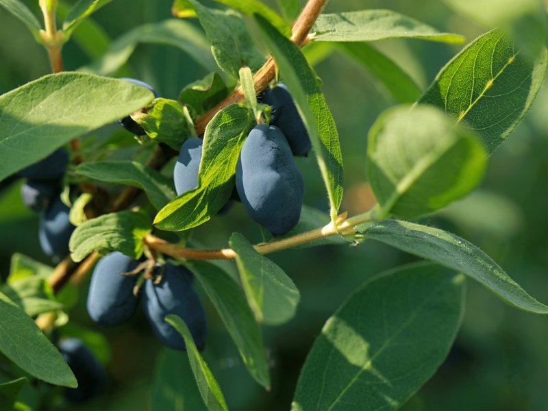 haskap berry flavor