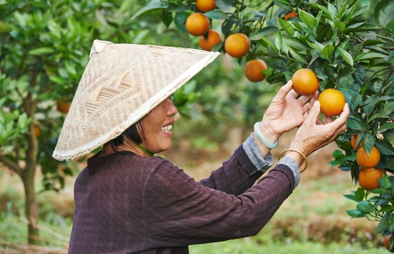 citrus farmer picking oranges for flavor manufacturing