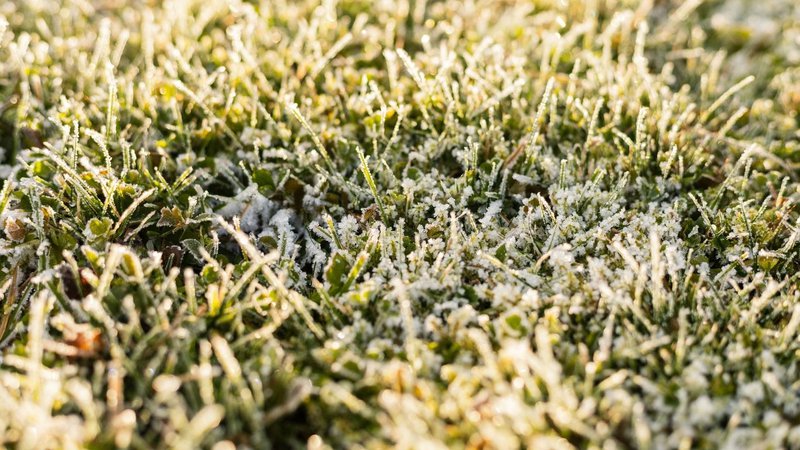 frosted turf no protection for grass