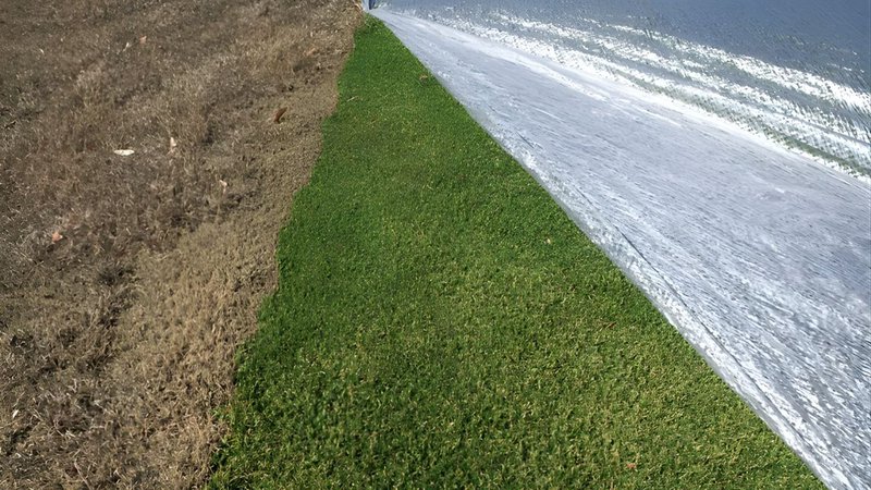 healthy turf after successful frost protection for grass