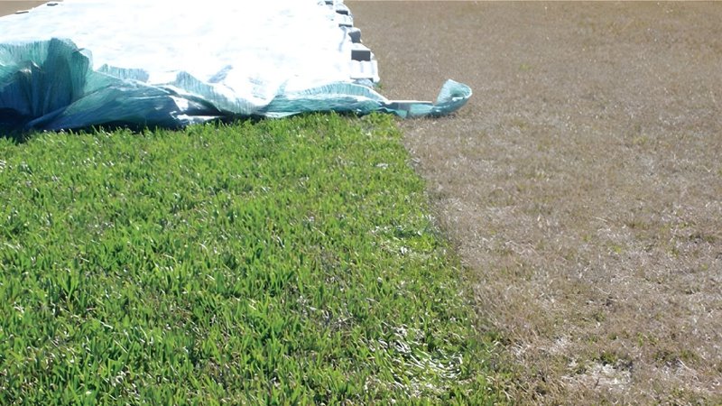 spring green up happening quickly through turf covers