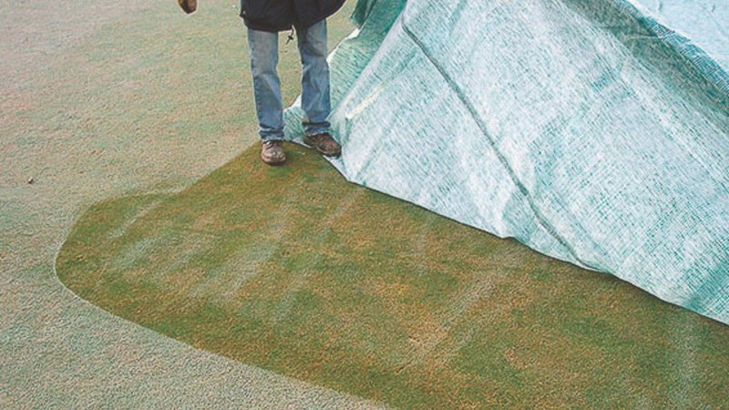 healthy turf maintained with protective turf covers during late autumn