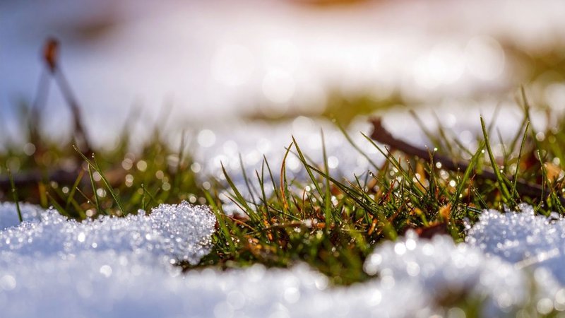 snow melting on grass under growth covers