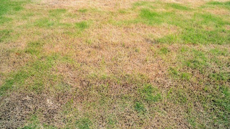 winter kill turf damage on golf course green after winter