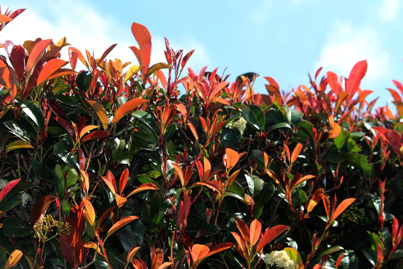 plant selection