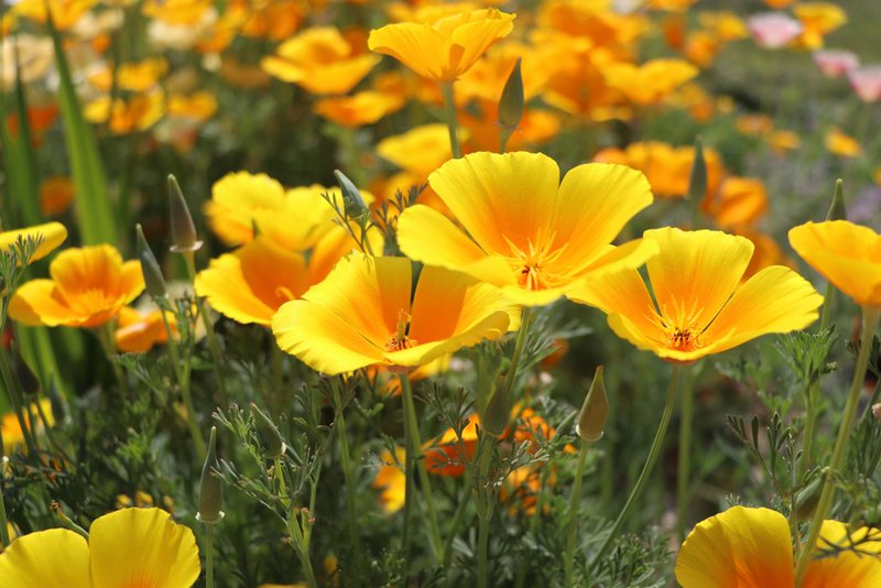 climate-appropriate plantings