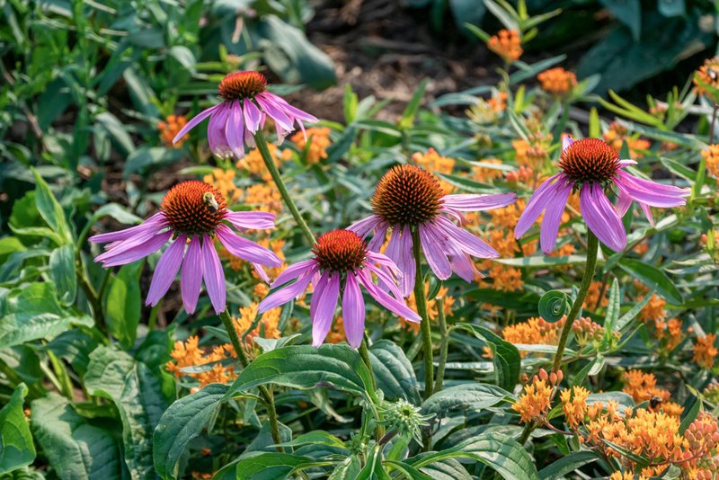 native planting