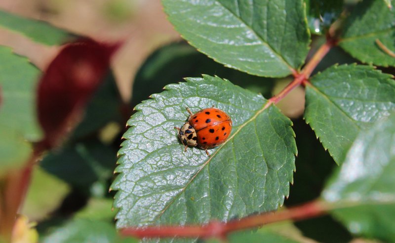 ecological landscaping