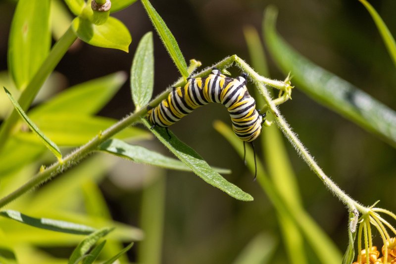 native planting