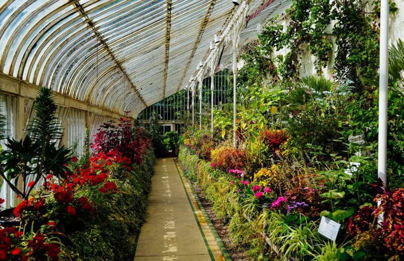 healthy plants inside a greenhouse with infrared heater