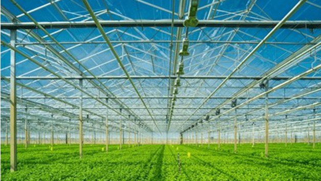 Large commercial greenhouse with rows of crops growing under a glass roof