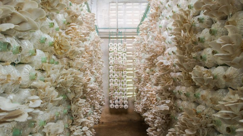 Oyster mushrooms growing in a facility utilizing Mushroom Heaters.