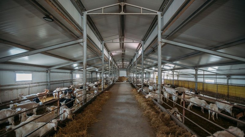 A modern barn interior with goats in stalls requiring an infrared barn space Heater.