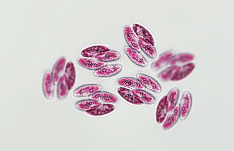 best probiotic