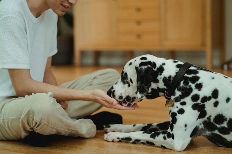 This photo shows a dalmatian being fed a supplement by hand