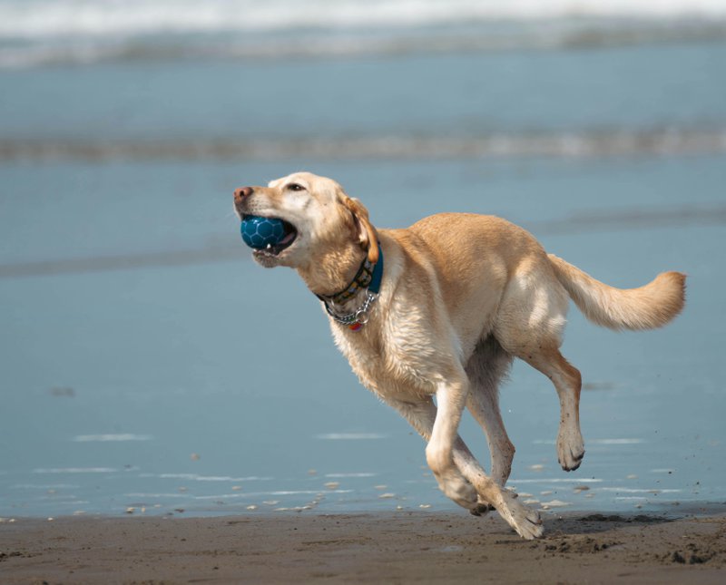 This photo features a dog running at the beach while holding a ball